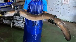 How to fillet giant eel - fish cutting skills