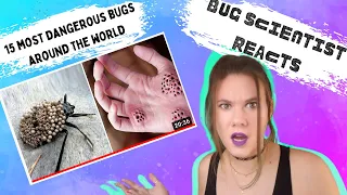 Bug Scientist Reacts 🙄 | 15 Most Dangerous Bugs From Around the World