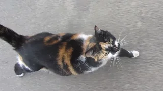 Pregnant cat meows on the street