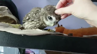 Gnus, the Not-Very-Cute Little Owl