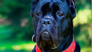 Top 10 Most Black Breed Dog- черные породы собак.