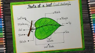 How to draw a leaf and label its parts l Drawing of Parts of a leaf labeled science diagram drawing