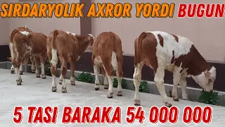 5 Dona 3 oylik  Simmental Buqachalar BARAKA bo'ldi