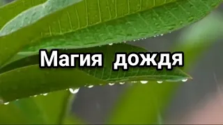 Магия дождя. Приметы