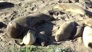 The Mating Ritual of Elephant Seals