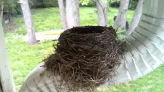 Live streaming: Robin's nest cam