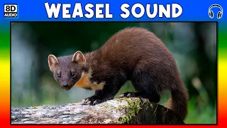 🦦 WEASEL SOUND - WEASEL CALL - WEASEL SOUND EFFECT - SOUND OF WEASEL - NOISE OF WEASEL