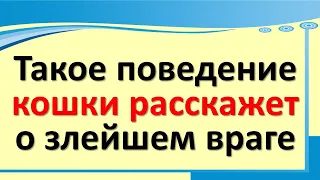 Такое поведение кошки в доме расскажет о злейшем враге. Язык кота. Как понять, что она хочет?