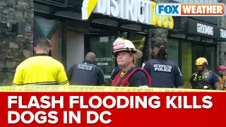 Multiple Dogs Die After Flash Flooding Hits Washington DC Doggy Daycare