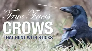 True Facts: Crows That Hunt With Sticks