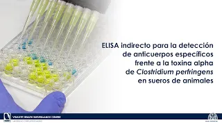 ELISA de detección de anticuerpos frente a toxina alpha de Clostridium perfringens en suero