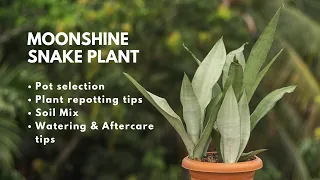 How To Care And Grow Snake plant Like an Expert | Moonshine Sansevieria