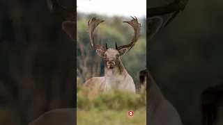 Wildlife photography | Photographing Deer during Rutting Season | Nikon D500