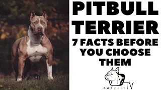 Before you buy a dog - PITBULL TERRIER - 7 facts to consider!  DogCastTV!