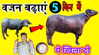 5 दिन में गाय भैंस का वजन बढ़ाएं💪गाय भैंस को मोटा तगड़ा कैसे करें? Bhains Ka Vajan Kaise Badhaye ||