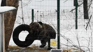 Пока никто не видит, медведю можно и с колесом поиграть.