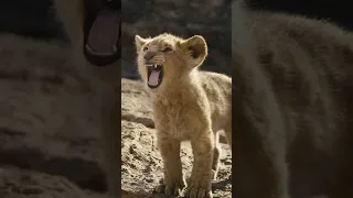 Lion King 👑 Simba | Whatsapp Status