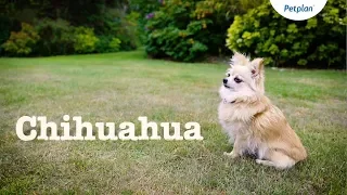 Chihuahua Dogs and Puppies: Lifespan, Temperament & Facts | Petplan