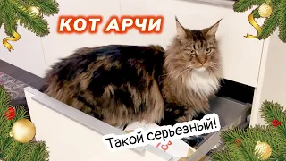 Коты в предвкушении, скоро Рождество!