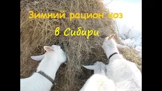 Зимний рацион коз в Сибири. Чем мы кормим наших коз