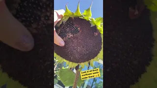 Fresh sunflower seeds almost ready to be harvested and roasted!🌻