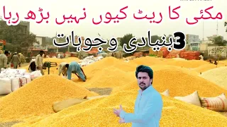 Makai ka rate kion nahi barh raha || corn rate update