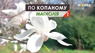 "По копаному" Секрети догляду за надзвичайною рослиною та найцікавіші факти про магнолію (частина 2)