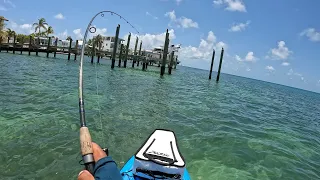 Giant Mangrove snapper caught-Florida keys docks and under water structure fishing.