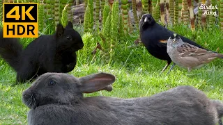 Videos for Cats to Watch 😺📺 Cute Birds, Squirrels, Bunnies on the Green Grass 🐰 8 Hours(4K HDR)