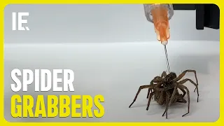 Dead Spiders Used as Efficient Micro-Grabbers