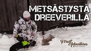 Dreeverillä metsästystä | Rusakkometsällä