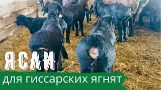 Ясли для гиссарских ягнят