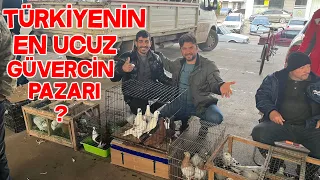 Güvercin Pazarı 2024 Yeni Yıl Fiyatlar Son Durum