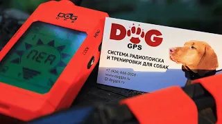 Лучший GPS ошейник DOGGPS