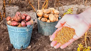 Вношу ЭТО вместо навоза под картошку и собираю урожай ведрами! Делюсь своим секретом!