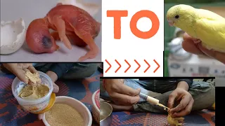 How to Feed a budgies cheeks. propper way to feed a parrot baby & how to make home made hand feed.