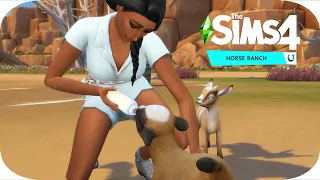 Fainting goats + adorable sheep! | The Sims 4 Horse Ranch | #3