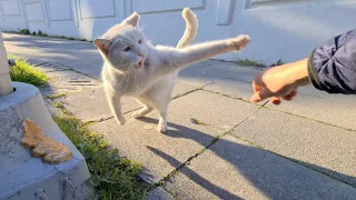 Angry and Wild white cat is very professional at Attacking.