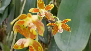 Bella Indonesian Orchid sedang live sekarang!