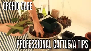 Repotting, Potting Up, and Transplanting Cattleya Orchids - A Step-by-Step Tutorial