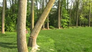 Chainsaw vs Bigger Tree