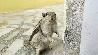 babu and muttuu both are secretly going on mission😂to lick the wall😂😂#babu#tangushi#muttuu #squirrel