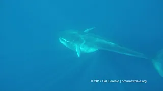 New Footage of "Ghost Whale" - Omura's Whale