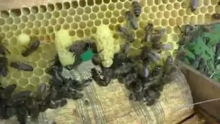 Надежный индикатор роения пчел
