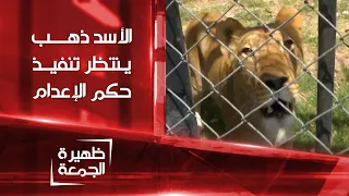 الأسد ذهب ينتظر تنفيذ حكم الإعدام بحقه من قبل إدارة حديقة الحيوانات في بغداد | ظهيرة الجمعة