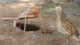 Unique Method Mini Underground Quail Bird Trap Using Bamboo Traditional Skimmer & Rubber