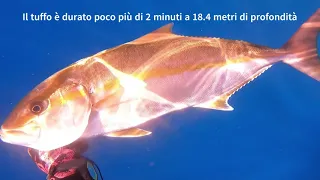 Una ricciola strappata ed una presa