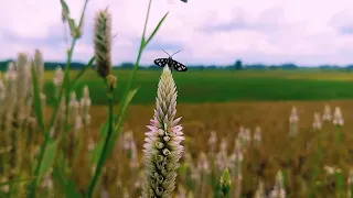 Cinematic Alam || Persawahan Yang Luas || Sinematik Video Nature