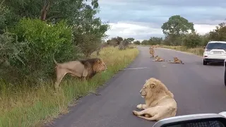 Casper, the white lion, and the Satara pride blocking traffic at gate closing time - Kruger Park