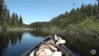 Northern Ontario River Canoe trip The Nat River (Middle Part) 2013